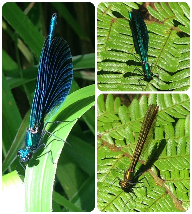 Damselflies