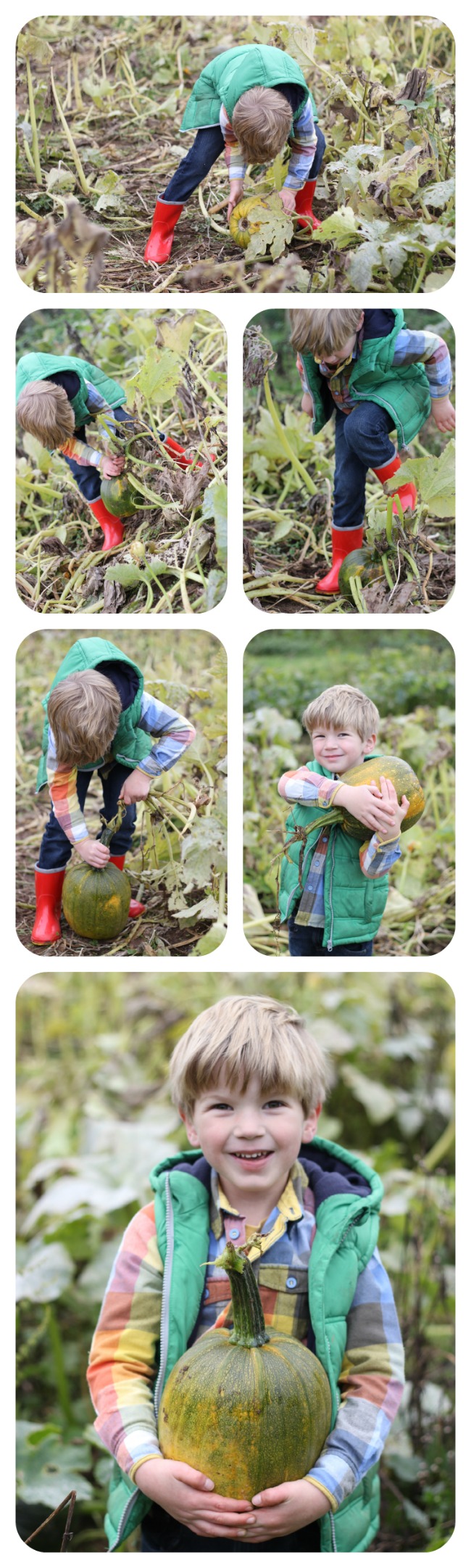 Pumpkin Picking 2014