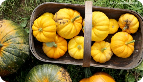 Munchkin Pumpkins