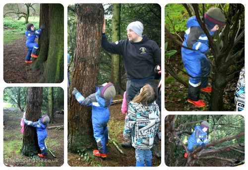 tree climbing