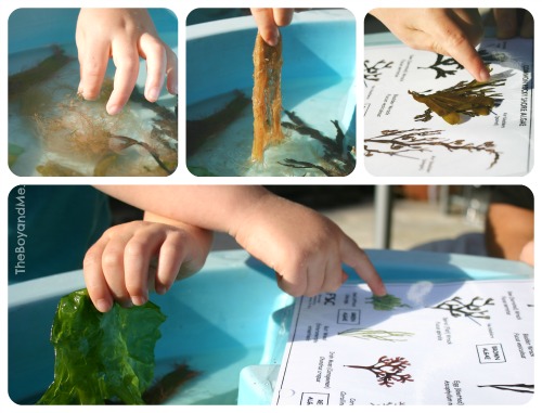 Seashore sensory table