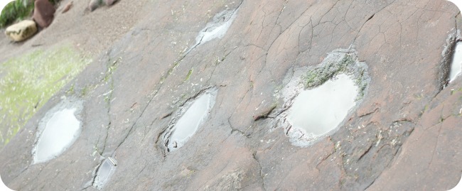 Dinosaur footprints