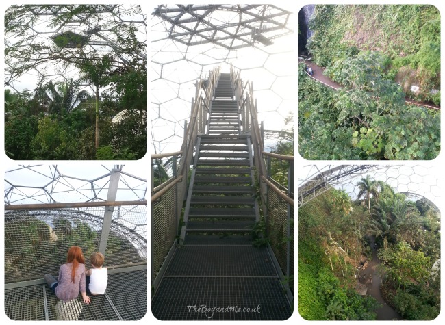 Rainforest Lookout Canopy Platform